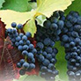 Виноградники способны принести вред природе Италии